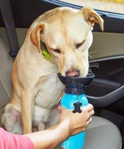 Portable Water Bottle for Dogs