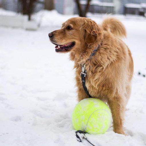 Doggy Jumbo Ball - Image 3