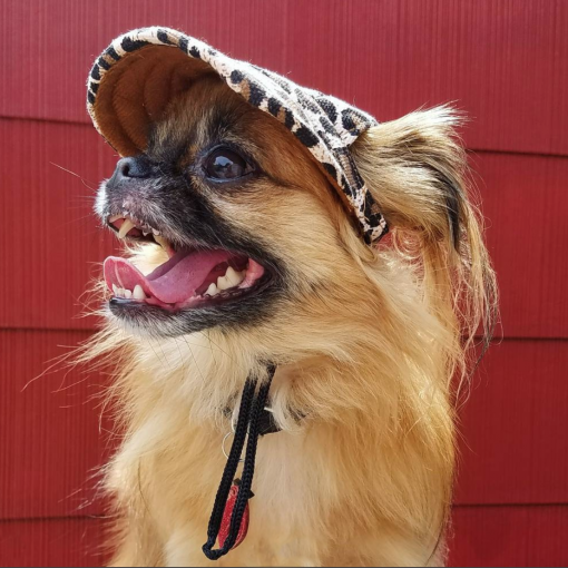 Custom Made Machiko Dog Hats... ADORABLE! - Image 4