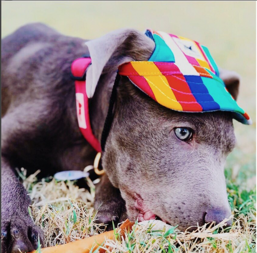 Custom Made Machiko Dog Hats... ADORABLE! - Image 7