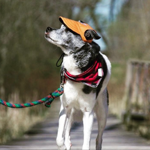 Custom Made Machiko Dog Hats... ADORABLE! - Image 8