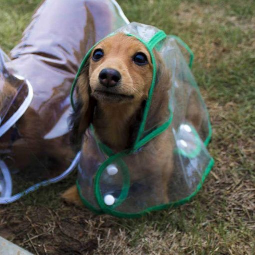 Transparent Dog Raincoat - Image 3