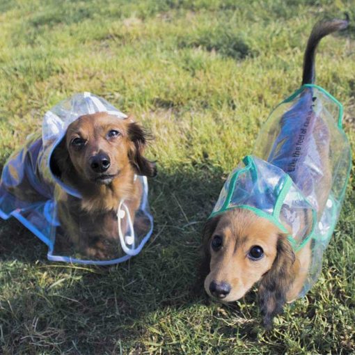 Transparent Dog Raincoat - Image 2